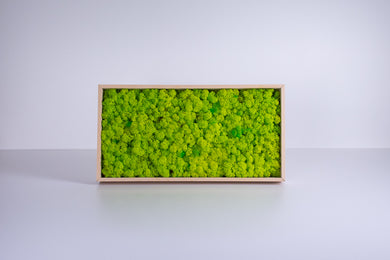 Slika iz mahu mah jelenov lišaj zelena stena živa stena zelene stene IKO9 dekorativni mah