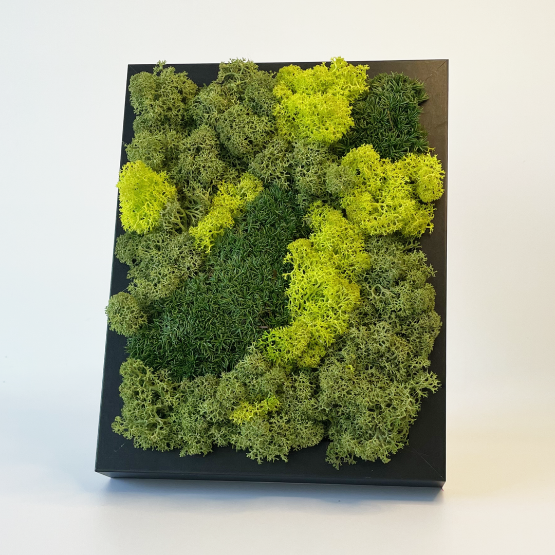 Mini premium moss picture