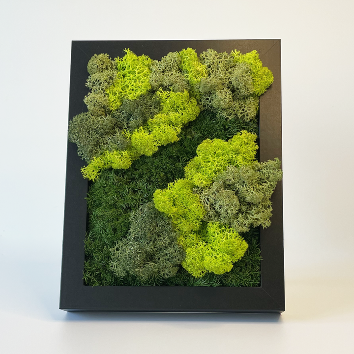 Mini premium moss picture