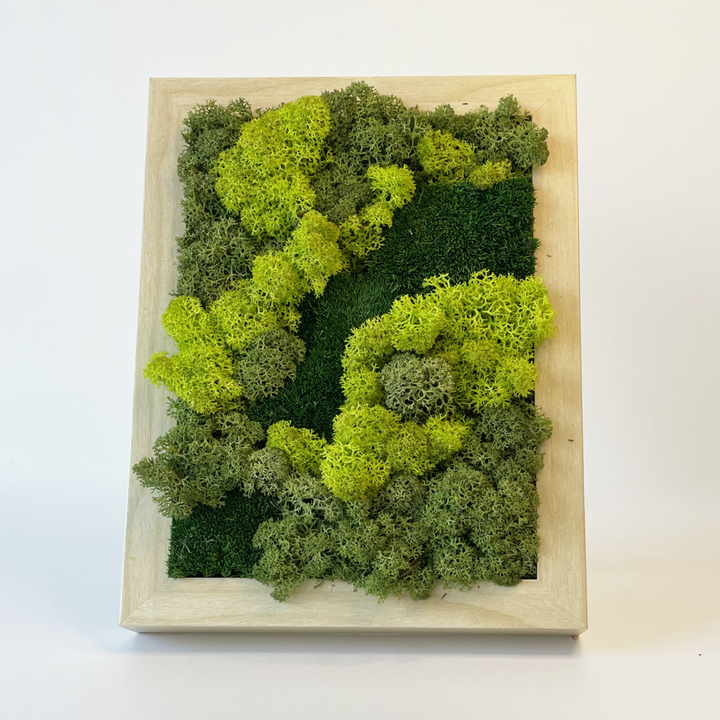 Mini premium moss picture