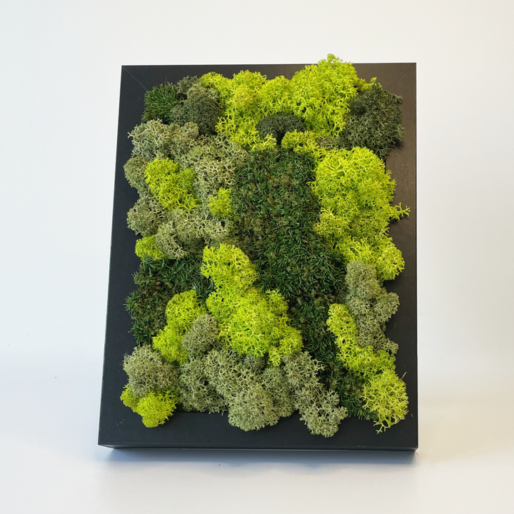 Mini premium moss picture