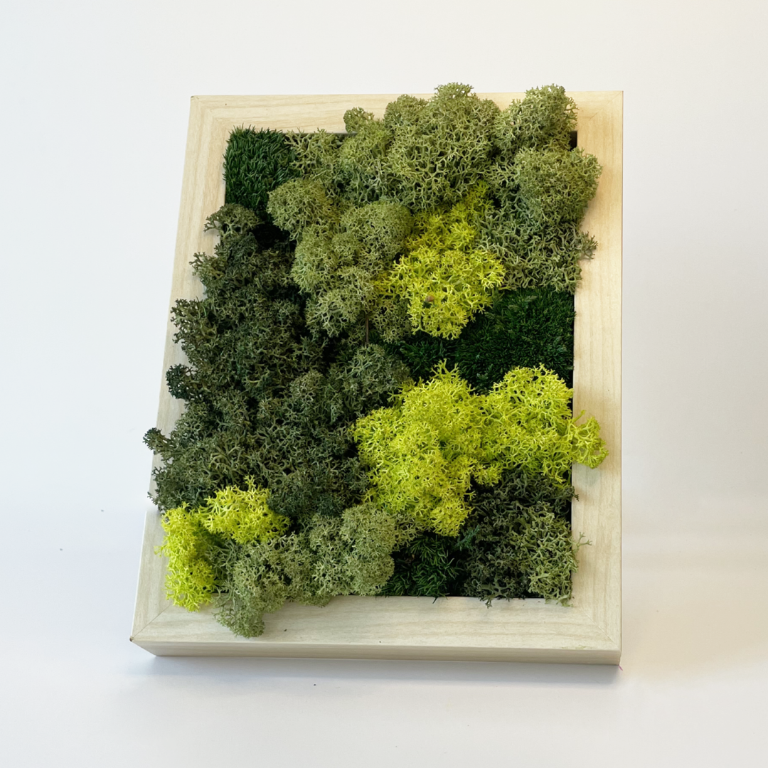 Mini premium moss picture