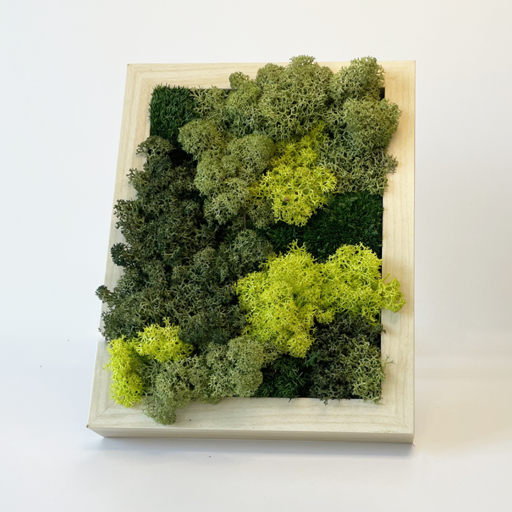 Mini premium moss picture