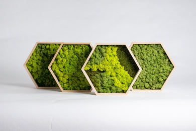 Šestkotnik panj iz mahu mah jelenov lišaj zelena stena živa stena zelene stene IKO9 dekorativni mah