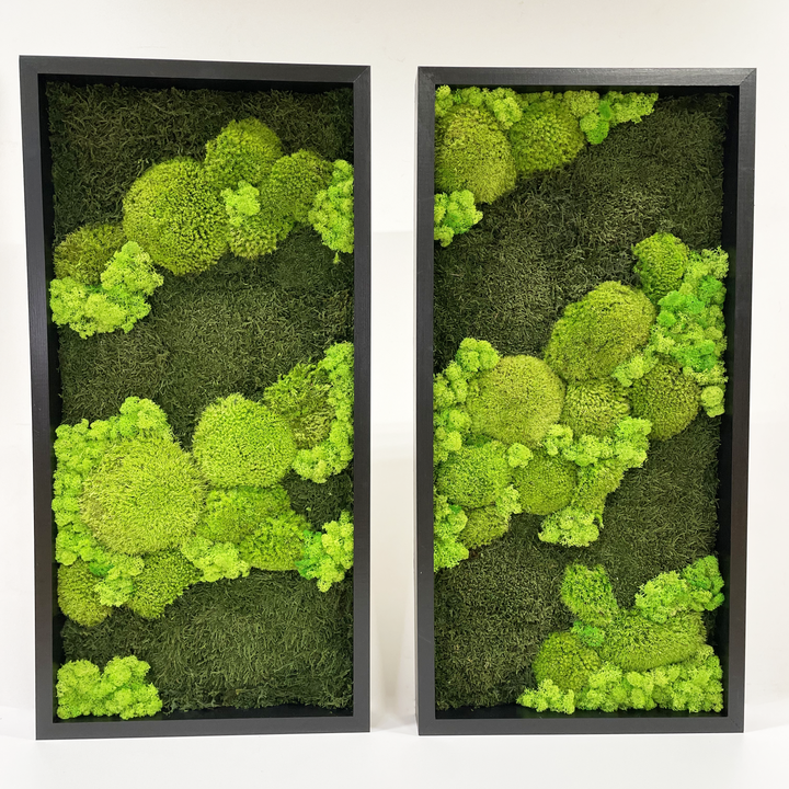 moss picture line contrast ball moss nature forest image flat moss deer moss, combination of two pictures