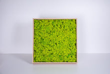 Load image into Gallery viewer, Slika iz mahu mah jelenov lišaj zelena stena živa stena zelene stene IKO9 dekorativni mah
