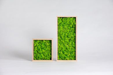 Slika iz mahu mah jelenov lišaj zelena stena živa stena zelene stene IKO9 dekorativni mah