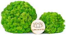 Load image into Gallery viewer, Moss ball 17cm
