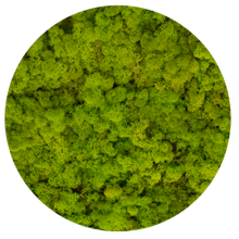 Load image into Gallery viewer, Moss circle 24 cm with frame

