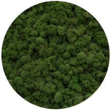 Load image into Gallery viewer, Moss picture with frame 50x50cm
