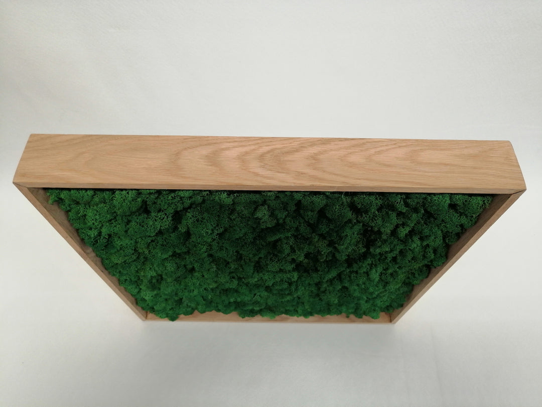 Slika od mahovine s okvirom 50x50cm