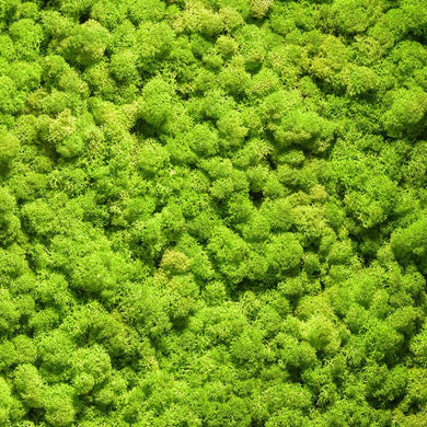 mah, stena iz mahu, moos, mooswand, moos wand, moosbild, moss, mosswall, wände mit moos begrünen, vertical green design