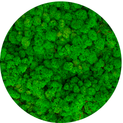 dekorativni mah krogla iz mahu mah jelenov lišaj reindeer moss zelena stena živa stena zelene stene IKO9